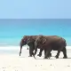 Elephant Beach image