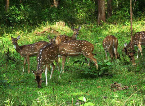 Begur Wildlife Sanctuary Wayanad, Kerala