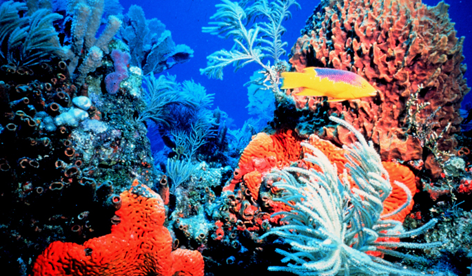 coral-lakshadweep