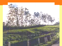 Peermade,Travel Peermade,Peermade Kerala,Peermade Tourism.