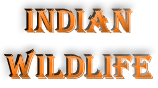 Mudumalai Sanctuary,mudumalai wildlife sanctuaries,India,wildlife tamilnadu travel guide,mudumalai sanctuary,tour to mudumalai,mudumalai tour operators