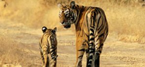 Sariska Tiger Reserve Alwar