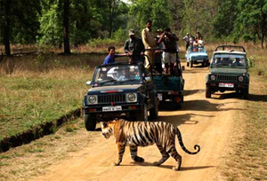 Jeep Safari in Bandhavgarh National Park