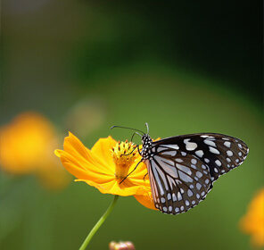 Golden Butterfly Tour of Kerala