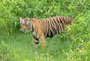 Tiger in Dandeli Wildlife Sanctuary