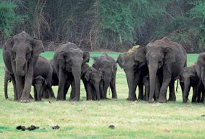 Elephants in Dandeli Wildlife Sanctuary