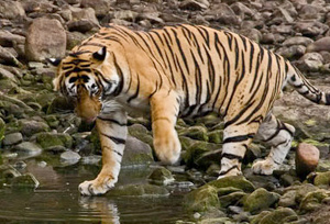 Tiger at Dudhwa National Park