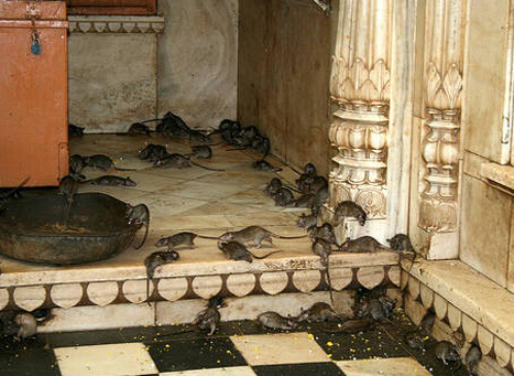 Karni Mata Temple, Rajasthan