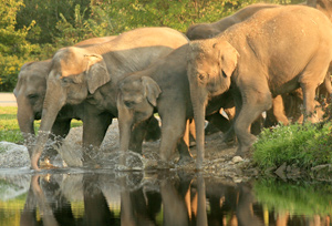 Elephants in Mudumalai Wildlife Sanctuary