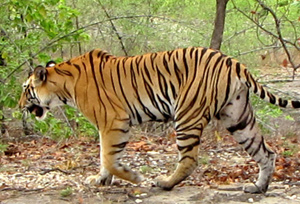 Tiger at Nandankanan Zoological Park