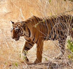 Wildlife Tour Packages Rajasthan
