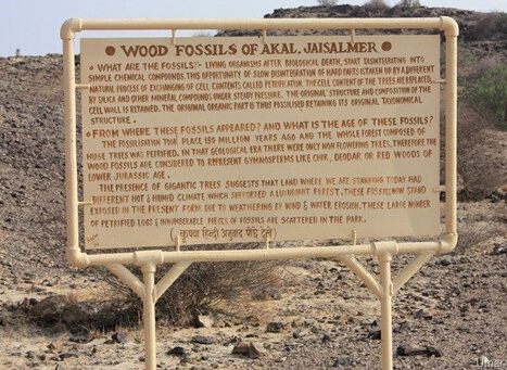 Wood Fossil Park, Jaisalmer