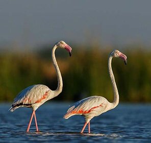 Birding Tour in North East India Package