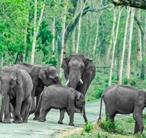 Assam & Arunachal Wildlife Tour Package