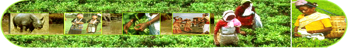 Assam travel guide,Assam tour operators,assam India tourist agent,assam city info,assam destination guide,tourism in assam,tourist attraction in assam,Assam Tour Portal