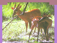 Laokhowa Wildlife Sanctuary,Assam,Laokhowa Wildlife Sanctuary tour,Laokhowa Wildlife Sanctuary in assam,wildlife parks in assam,wildlife tour to assam,national park in assam