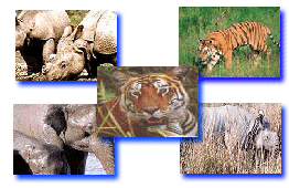 assam wildlife tour,wildlife sanctuaries in assam,assam wildlife,wildlife travel,wildlife tour operators,wildlife tour packages,india wildlife tour,wildlife travel in india,assam travel tour