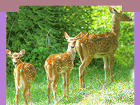Sonai Rupai Wildlife Sanctuary,assam,Sonai Rupai Wildlife Sanctuary travel guide,Sonai Rupai Wildlife Sanctuary tour,wildlife travel packages,assam wildlife travel,jungle tour to india