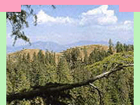 Chail Kufri