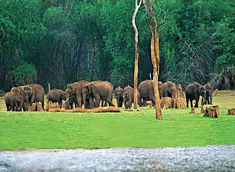 Chinnar Wildlife Sanctuary, Munnar
