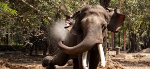 Punnathur Kotta Elephant Sanctuary, Thrissur