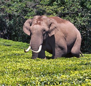 Kerala Wildlife Travel Packages