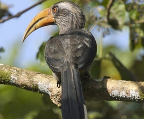 Thattekad Bird Sanctuary Kerala