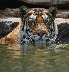 tiger image 