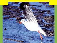 wildlife in Chilka Bird Sanctuary also known as Chilka Lake the largest brackish water lake in Asia, wildlife attractions for Chilka Bird Sanctuary, information on Chilka Bird Sanctuary, Cruising on Chilka, Travel in Chilka Lake Bird Sanctuary, Wildlife bird sanctuary, Tour Packages for Chilka Bird Sanctuary and professional wildlife Travel services in India in wildlife Travel and tours. Tourmyindia.com offers complete travel services for wildlife travel in India including Wildlife Tours, Wildlife Safaris, Wildlife Resorts
