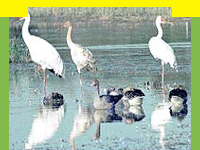 wildlife in Bharatpur Bird Sanctuary which is Asia’s finest birding areas, wildlife tours for Bharatpur Bird Sanctuary, information on Bharatpur Bird Sanctuary, Keoladeo Ghana National Park, Travel in Bharatpur Bird Sanctuary, Wildlife bird sanctuary in Keoladeo National Park, Tour Packages for Bharatpur Bird Sanctuary & Keoladeo National Park, and professional wildlife Travel services in India in wildlife Travel and tours. Tourmyindia.com offers complete travel services for wildlife travel in India including Wildlife Tours, Wildlife Safaris, Wildlife Resorts, 