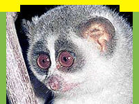 wildlife in Namdapha National Park the richest diversity of flora and fauna, Wildlife Sanctuary in Namdapha National Park, information in Namdapha National Park, Namdapha National Park, Travel in Namdapha National Park, Wildlife travel in Namdapha National Park, Tour Packages for Namdapha National Park, and professional wildlife Travel services in India in wildlife Travel and tours. Tourmyindia.com offers complete travel services for wildlife travel in India including Wildlife Tours, Wildlife Safaris, Wildlife Resorts, and Game Safaris in India
