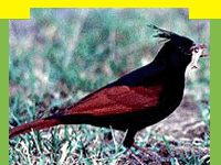 wildlife in Panna National Park in Madhya Pradesh, Wildlife Sanctuary in Panna National Park, information in Panna National Park, Panna National Park, Travel in Panna National Park, Wildlife travel in Panna National Park, Tour Packages for Panna National Park, and professional wildlife Travel services in India in wildlife Travel and tours. Tourmyindia.com offers complete travel services for wildlife travel in India including Wildlife Tours, Wildlife Safaris, Wildlife Resorts, and Game Safaris in India.