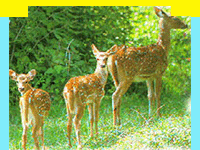 Kanha National Park in Madhya Pradesh, Wildlife Sanctuary in Kanha National Park, information in Kanha National Park, Kanha National Park, Travel in Kanha National Park, Wildlife travel in Kanha National Park, Tour Packages for Kanha National Park, and professional wildlife Travel services in India in wildlife Travel and tours. Tourmyindia.com offers complete travel services for wildlife travel in India including Wildlife Tours, Wildlife Safaris