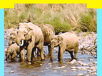 wildlife in Mudumalai National Park in Karnataka, Wildlife Sanctuary in Mudumalai National Park, wildlife attractions in Mudumalai National Park, information on Mudumalai, Travel in Mudumalai National Park, Wildlife travel in Mudumalai National Park, Tour Packages for Mudumalai National Park and professional wildlife Travel services in India for wildlife tours and Travel. Tourmyindia.com. travel services for wildlife travel in India including Wildlife Tours, Wildlife Safaris, Wildlife Resorts, and Game Safaris
