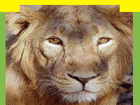 Gir National Park the only home of the Lion in India in Gujarat, Gir Wildlife Sanctuary, information in Gir National Park, Gir National Park, Travel in Gir Wildlife Sanctuary, Wildlife travel in Gir National Park, Tour Packages for Gir Wildlife Sanctuary and professional wildlife Travel services in India in wildlife Travel and tours. Tourmyindia.com offers complete travel services for wildlife travel in India including Wildlife Tours, Wildlife Safaris