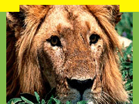 TourMyIndia offers travel information on wildlife in Gir National Park the only home of the Lion in India in Gujarat, Gir Wildlife Sanctuary, information in Gir National Park, Gir National Park, Travel in Gir Wildlife Sanctuary, Wildlife travel in Gir National Park, Tour Packages for Gir Wildlife Sanctuary and professional wildlife Travel services in India in wildlife Travel and tours. Tourmyindia.com offers complete travel services for wildlife travel in India including Wildlife Tours, Wildlife Safaris, Wildlife Resorts, and Game Safaris in India. 