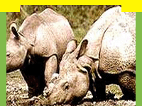 wildlife in Kaziranga National Park lies to the south of the mighty Brahmaputra river, Wildlife Sanctuary in Kaziranga National Park, information in Kaziranga National Park, Kaziranga National Park, Travel in Kaziranga National Park, Wildlife travel in Kaziranga National Park, Tour Packages for Kaziranga National Park, and professional wildlife Travel services in India in wildlife Travel and tours. Tourmyindia.com offers complete travel services for wildlife travel in India including Wildlife Tours, Wildlife Safaris, Wildlife Resorts, and Game Safaris