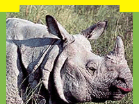 Kaziranga national park, Wildlife in Kaziranga national park, information on Kaziranga national park , Kaziranga national park , Travel Kaziranga national park , Kaziranga national park  Travel , jeep safari in Kaziranga national park , Kaziranga national park  Assam. Kaziranga park india, indian wildlife 