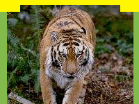 wildlife in Corbett National Park India's finest national park , Wildlife Sanctuary in Corbett National Park, wild attractions in Corbett National Park, information on Corbett Tiger Reserve, Travel in Corbett Tiger Reserve, Wildlife travel in Corbett National Park, Tour Packages for Corbett National Park and professional wildlife Travel services in India for wildlife tours and Travel. Tourmyindia.com offers complete travel services for wildlife travel in India including Wildlife Tours, Wildlife Safaris, Wildlife Resorts, and Game Safaris in India.