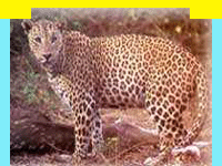 Tour My India offers travel information on wildlife in Bandhavgarh National Park in Madhya Pradesh, Wildlife Sanctuary in Bandhavgarh National Park, information in Bandhavgarh National Park, Bandhavgarh National Park, Travel in Bandhavgarh National Park, Wildlife travel in Bandhavgarh National Park, Tour Packages for Bandhavgarh National Park, and professional wildlife Travel services in India in wildlife Travel and tours. Tourmyindia.com offers complete travel services for wildlife travel in India including Wildlife Tours, Wildlife Safaris, Wildlife Resorts, and Game Safaris in India.
