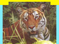 wildlife in Ranthambore National Park around the Ranthambore Fort, Wildlife Sanctuary in Ranthambore National Park, information on Ranthambore National Park, Ranthambore National Park, Travel in Ranthambore National Park, Wildlife travel in Ranthambore National Park, Tour Packages for Ranthambore National Park and professional wildlife Travel services in India for wildlife tours and Travel. Tourmyindia.com offers complete travel services for wildlife travel in India including Wildlife Tours, Wildlife Safaris, Wildlife Resorts