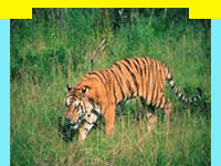 wildlife in Sariska National Park which lies in the Aravalli hills, Wildlife Sanctuary in Sariska National Park, information in Sariska National Park, Sariska National Park, Travel in Sariska National Park, Wildlife travel in Sariska National Park, Tour Packages for Sariska National Park, and professional wildlife Travel services in India in wildlife Travel and tours. Tourmyindia.com offers complete travel services for wildlife travel in India including Wildlife Tours, Wildlife Safaris, Wildlife Resorts, and Game Safaris in India.