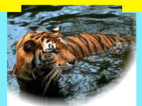 TourMyIndia offers travel information on wildlife in Kanha National Park in Madhya Pradesh, Wildlife Sanctuary in Kanha National Park, information in Kanha National Park, Kanha National Park, Travel in Kanha National Park, Wildlife travel in Kanha National Park, Tour Packages for Kanha National Park, and professional wildlife Travel services in India in wildlife Travel and tours. Tourmyindia.com offers complete travel services for wildlife travel in India including Wildlife Tours, Wildlife Safaris, Wildlife Resorts, and Game Safaris in India.