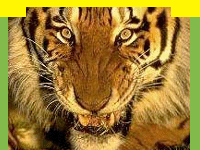 wildlife in Dudhwa Tiger Reserve famous for Swamp Deer and tiger, Wildlife Sanctuary in Dudhwa Tiger Reserve, information on Dudhwa Tiger Reserve, Dudhwa Tiger Reserve, Travel in Dudhwa Tiger Reserve, Wildlife travel in Dudhwa Tiger Reserve, Tour Packages for Dudhwa Tiger Reserve and professional wildlife Travel services in India for wildlife tours and Travel. Tourmyindia.com offers complete travel services for wildlife travel in India including Wildlife Tours, Wildlife Safaris, Wildlife Resorts