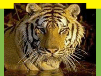 Sunderbans Tiger Reserve  India , Travel Wildlife , Jungle Safari In Sunderban, Tiger In Sunderbans, Sunderbans, Sunderbans India.