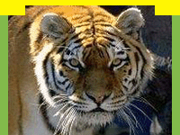 wildlife in Bandipur National Park in Karnataka, Wildlife Sanctuary in Bandipur National Park, wildlife attractions in Bandipur National Park, information on Bandipur Tiger Reserve, Travel in Bandipur National Park, Wildlife travel in Bandipur National Park, Tour Packages for Bandipur National Park and professional wildlife Travel services in India for wildlife tours and Travel. Tourmyindia.com offers complete travel services for wildlife travel in India including Wildlife Tours, Wildlife Safaris