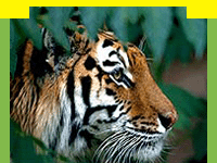 wildlife in Sunderbans National Park in West Bengal, Sunderbans Wildlife Sanctuary, information in Sunderbans National Park, Sunderbans Tiger Reserve, Travel in Sunderbans National Park, Wildlife travel in Sunderbans National Park, Tour Packages for Sunderbans National Park and professional wildlife Travel services in India in wildlife Travel and tours. Tourmyindia.com offers complete travel services for wildlife travel in India including Wildlife Tours, Wildlife Safaris, Wildlife Resorts, and Game Safaris in India.