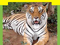 wildlife in Bandipur National Park in Karnataka, Wildlife Sanctuary in Bandipur National Park, wildlife attractions in Bandipur National Park, information on Bandipur Tiger Reserve, Travel in Bandipur National Park, Wildlife travel in Bandipur National Park, Tour Packages for Bandipur National Park and professional wildlife Travel services in India for wildlife tours and Travel. Tourmyindia.com offers complete travel services for wildlife travel in India including Wildlife Tours, Wildlife Safaris