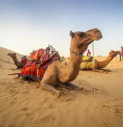 camel Safari image