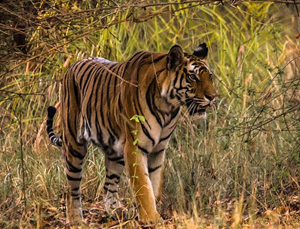 Bandhavgarh-National-Park---A-Date-with-Wildlife-and-History01